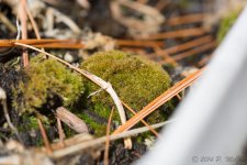 DSC_8356.jpg
