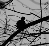 095 Dove-140405_01.jpg