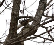 095 Nuthatch-140405_01.jpg 095 Nuthatch-140405_01.jpg