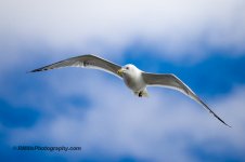 DSC_7453_10039-2.jpg