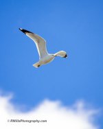 DSC_7455_10041.jpg