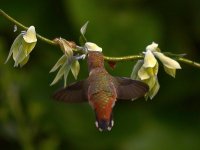 Hummer6.jpg
