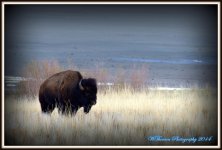 Buffalo in the Yellow Grass.jpg