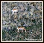 Antelope on Antelope Island.jpg
