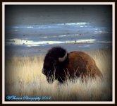 Sleeping Buffalo.jpg
