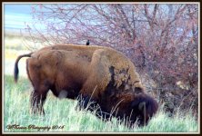 Bird hitching a ride on a Buffalo.jpg