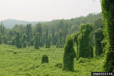 kudzu.jpg