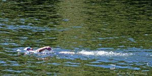Backstroke LOL.jpg