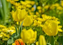 Yellow Tulips.jpg