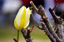 flower 2.jpg