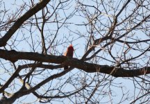 DSC_2596.jpg