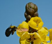 Bee3.jpg