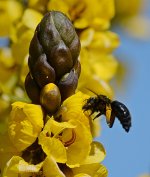 Bee2.jpg