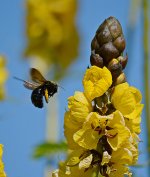 Bee.jpg
