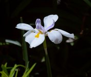 Iris2.jpg