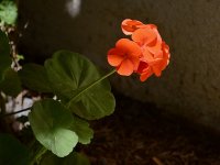 Geranium.jpg