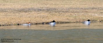 096 Ducks-140406_01.jpg