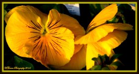 Yellow Pansie.jpg
