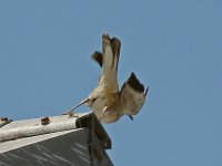 Mockingbird2.jpg
