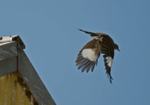 Mockingbird.jpg