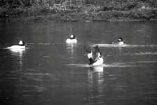 DSCN9274.jpg