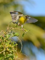 Finch4.jpg