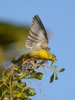 Finch2.jpg