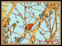 Bird.jpg