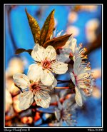 Day94BlossomWeb.jpg