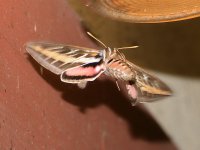 Moth2.jpg