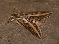 Moth.jpg