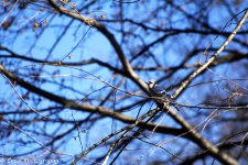 DSC_0549 E1.jpg