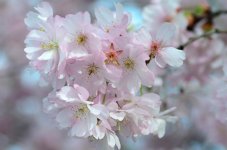 Spring blossom light.jpg