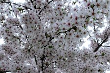 Spring blossom ample.jpg