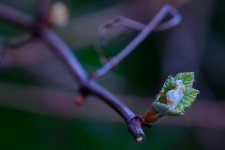 vine start spring.jpg