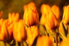 Tulips orange.jpg