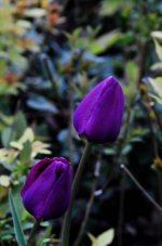 Tulip purple.jpg