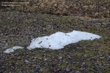 098 Snow Blob-140408_01.jpg