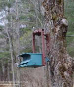 098 Birds-140408_01.jpg