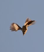 Mockingbird.jpg