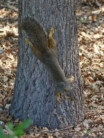 Squirrel.jpg