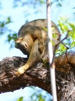 SquirrelYoga.jpg