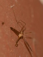 Mosquito.jpg