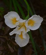 Iris.jpg