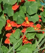 Nastursiums.jpg