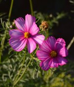 PurpleFlower.jpg