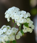 Hawthorn.jpg