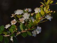 WhiteFlower.jpg