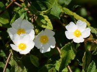 Cistus.jpg
