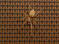 Spider.jpg
